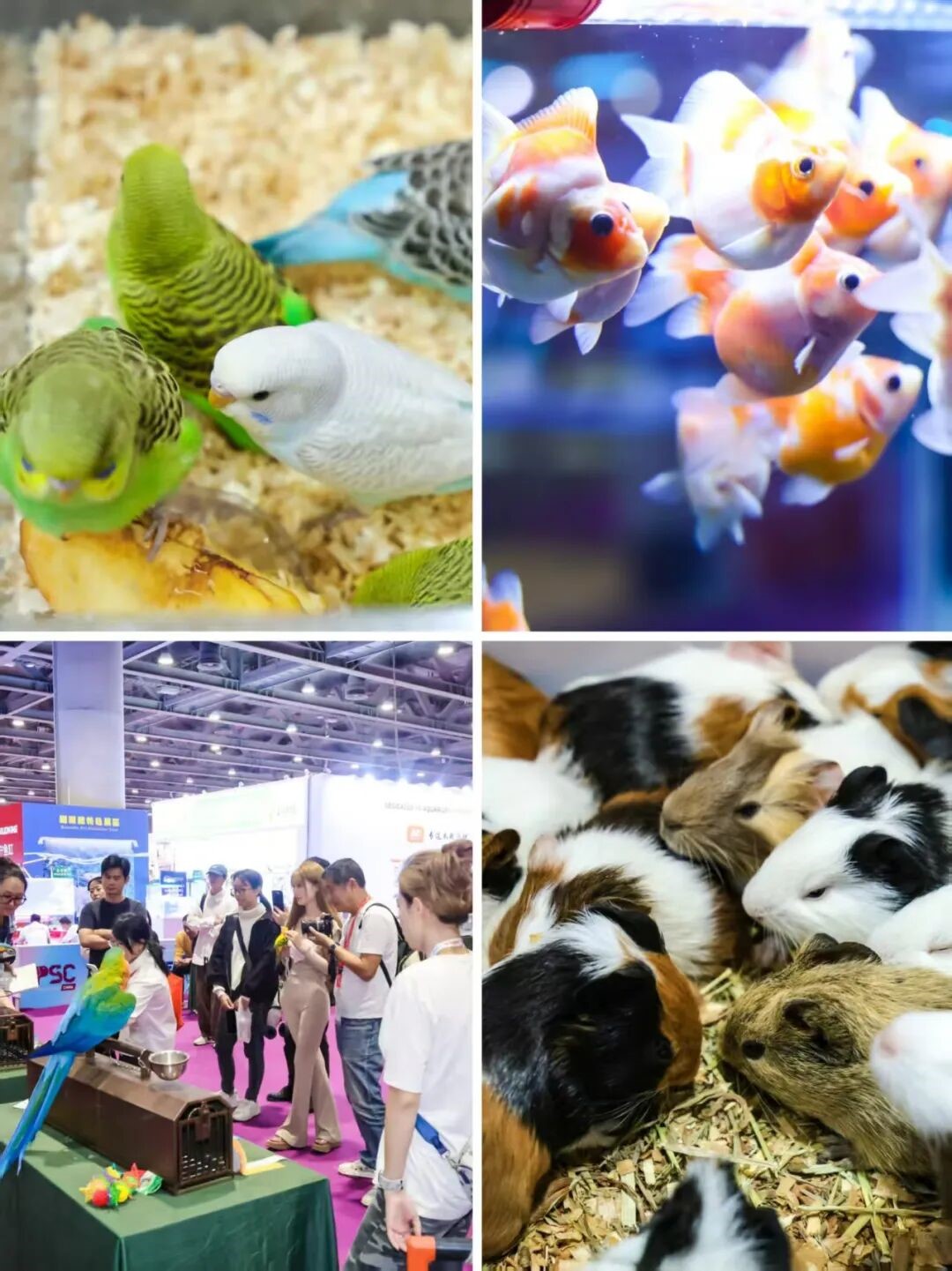 Pet Sourcing Fair China 2025 Concludes Successfully in Guangzhou, Driving Global Industry Collaboration