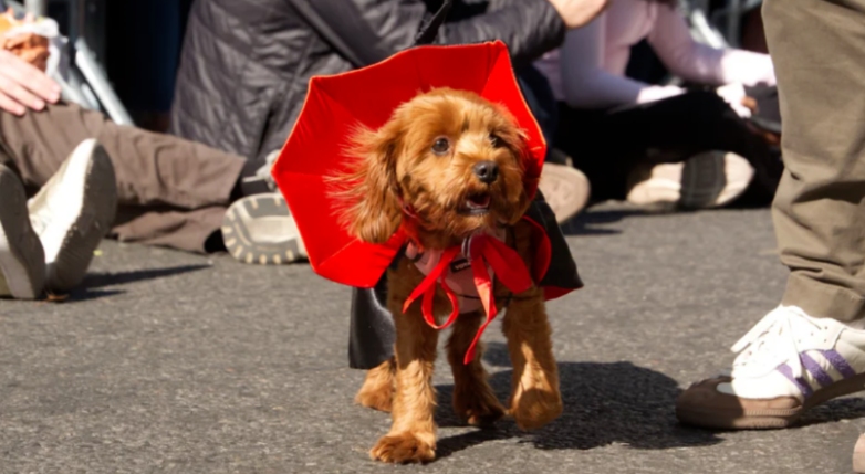 U.S. Halloween Pet Spending: Trends for Brands and Retailers